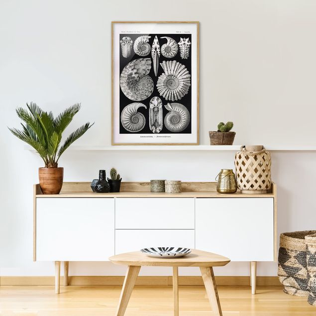 Quadri con cornice con animali Bacheca Vintage Fossili in bianco e nero