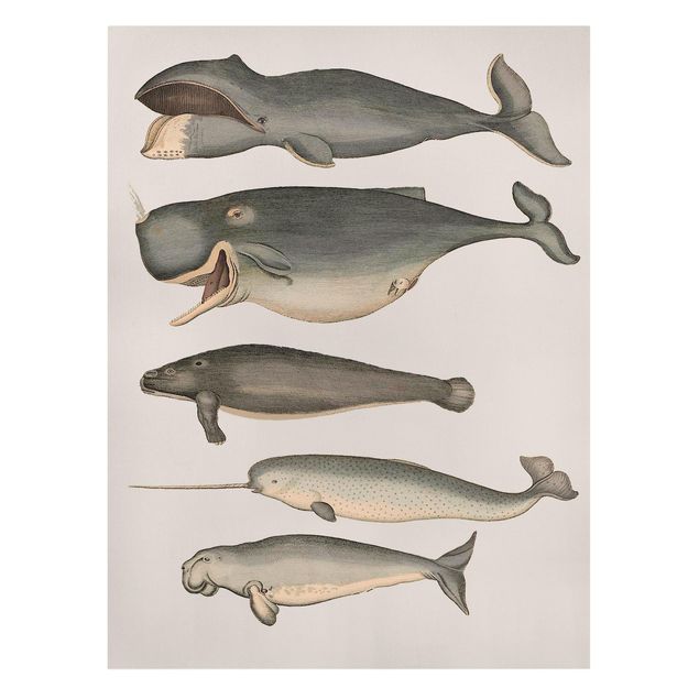 Stampa su tela vintage Cinque balene vintage