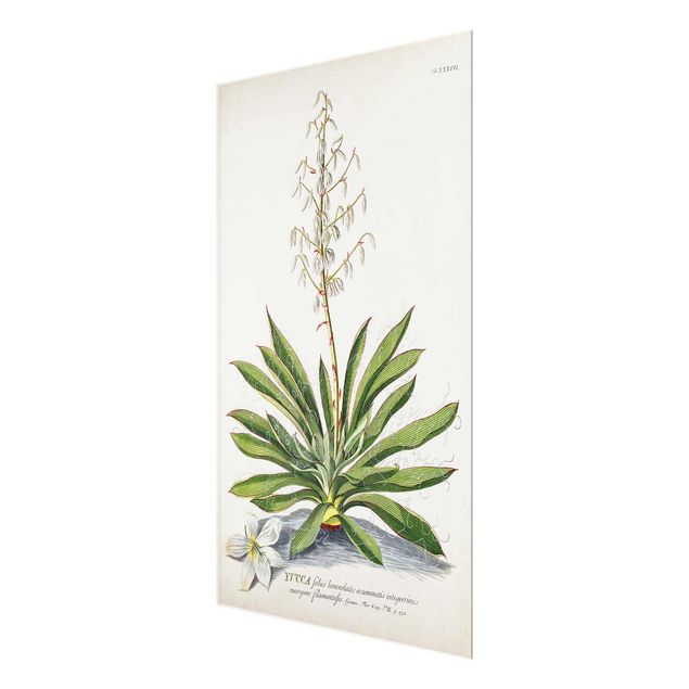 Quadri Illustrazione botanica vintage Yucca
