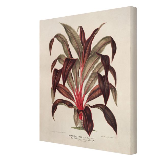 Quadri stampe Illustrazione botanica vintage di albero del drago