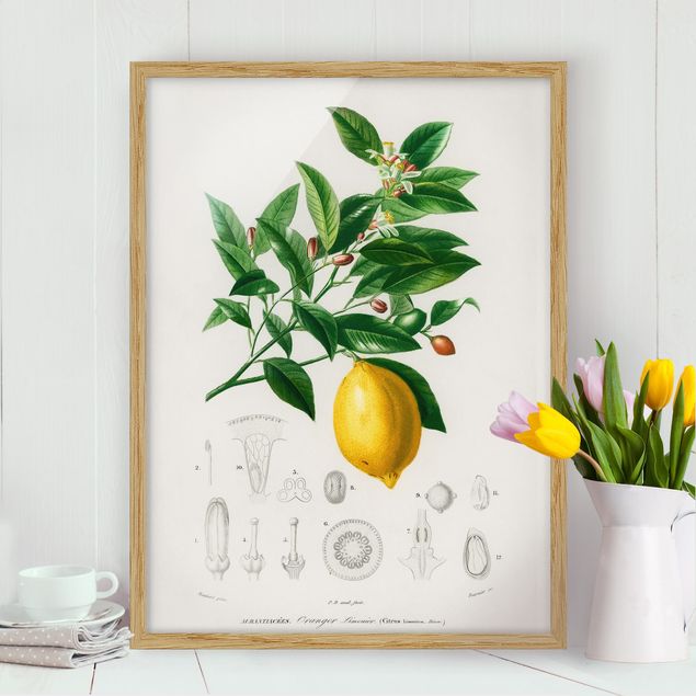 Quadri con frutta Illustrazione botanica vintage di limone