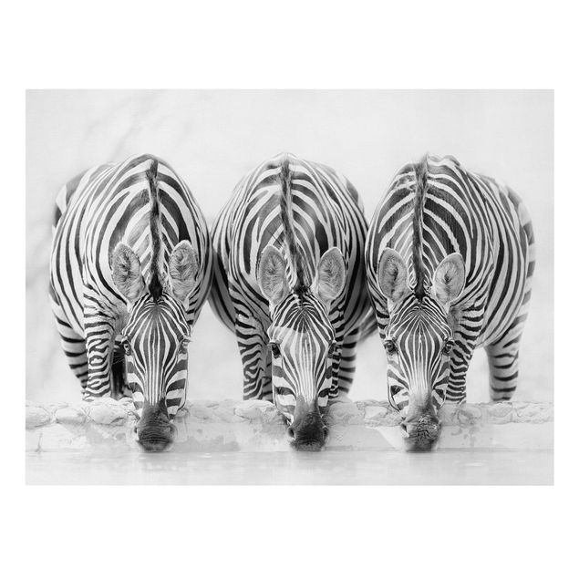 Quadri con animali Trio di zebre in bianco e nero