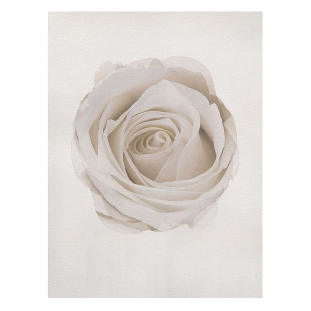 Quadri Acquerelli - Bella rosa bianca