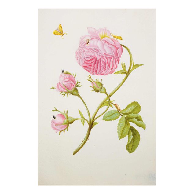 Quadri di fiori Anna Maria Sibylla Merian - Rosa selvatica con Gracillariidae