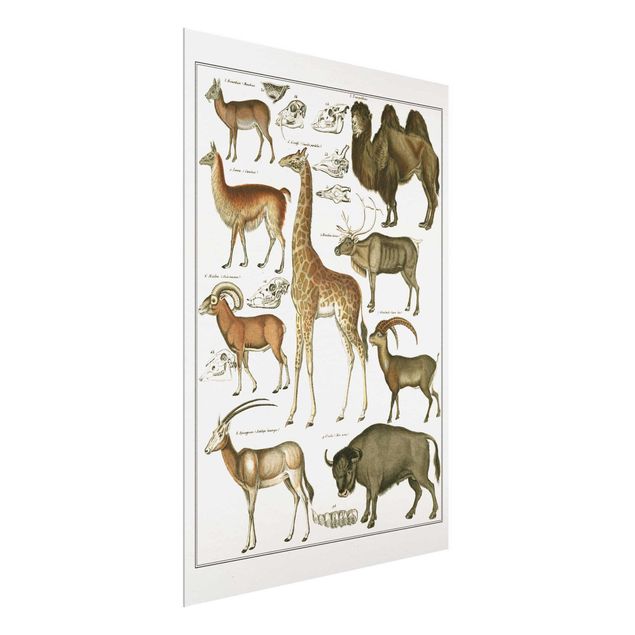 Quadri in vetro con paesaggio Bacheca Vintage Giraffa, cammello e lama