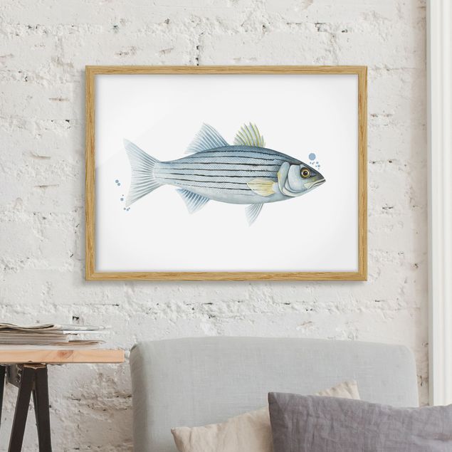 Quadri pesci Pesca a colori - Persico bianco