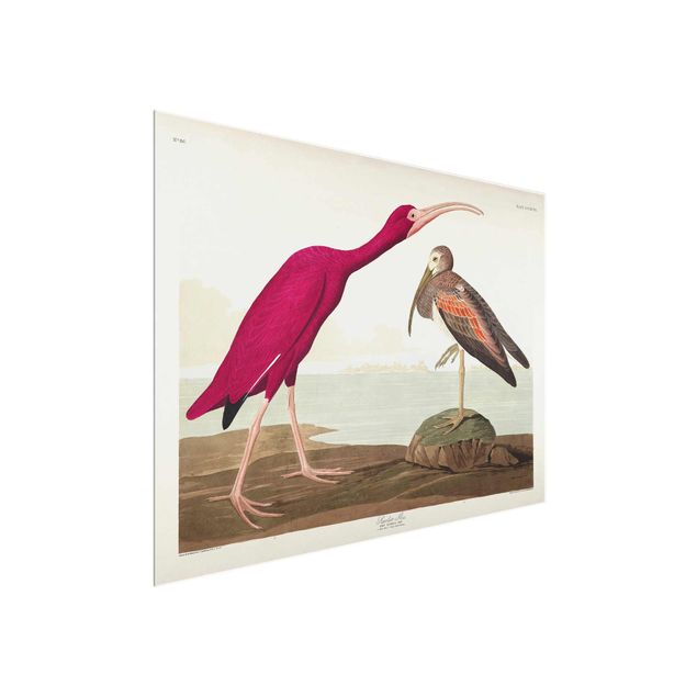 Quadri in vetro con spiaggia Bacheca Vintage Ibis rosso