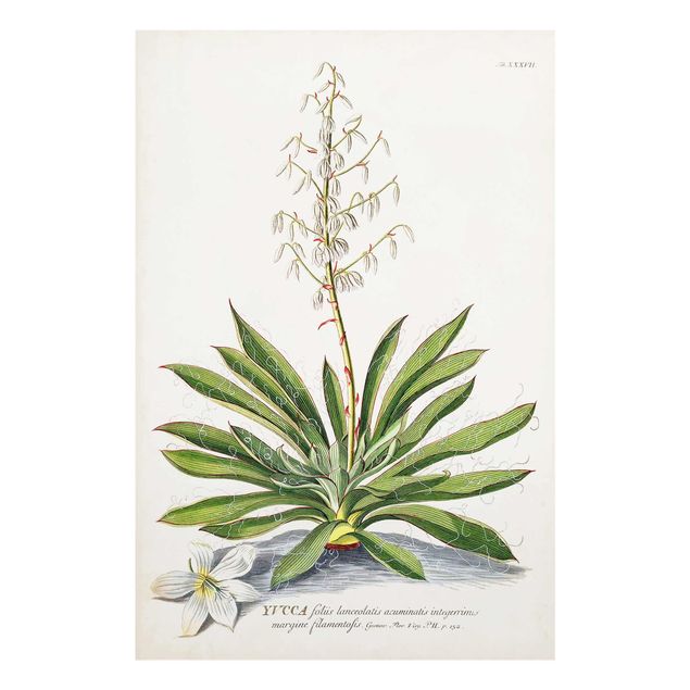 Quadro verde Illustrazione botanica vintage Yucca