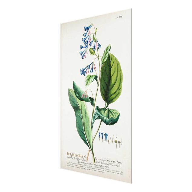 Magnettafel Glas Illustrazione botanica vintage Pulmonaria