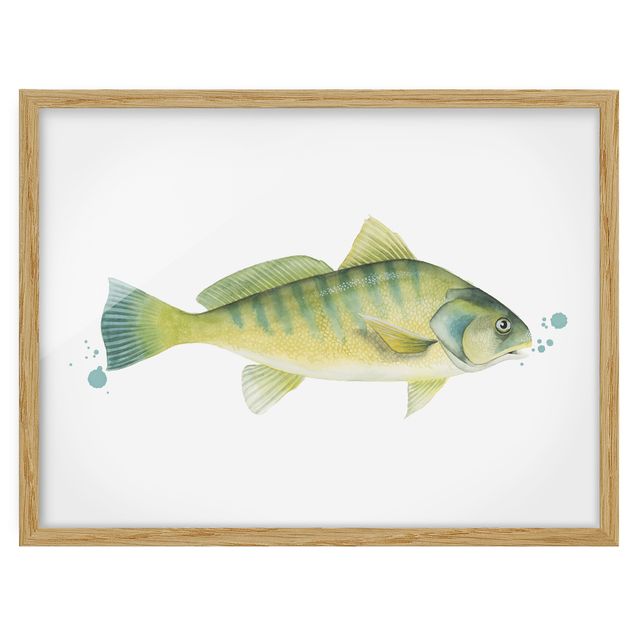 Quadri animali Colore Cattura - Pesce persico