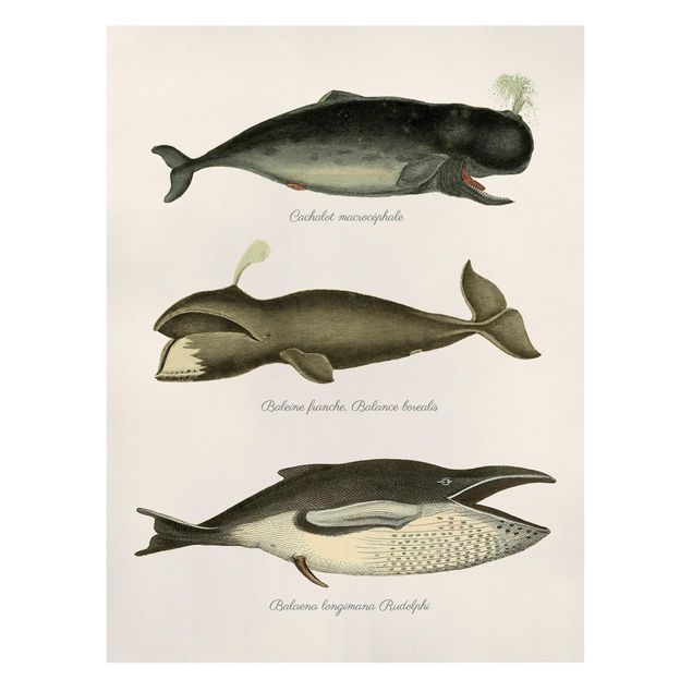 Quadri con animali Tre balene vintage