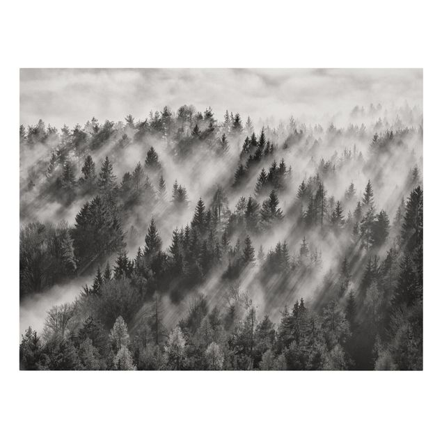 Quadri in bianco e nero Raggi di luce nella foresta di conifere
