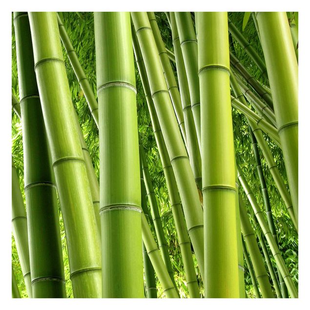 Carta da parati verdi Alberi di bambù