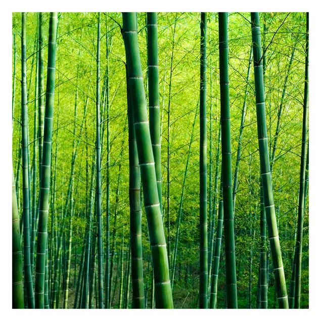 Carta da parati con paesaggi Foresta di bambù