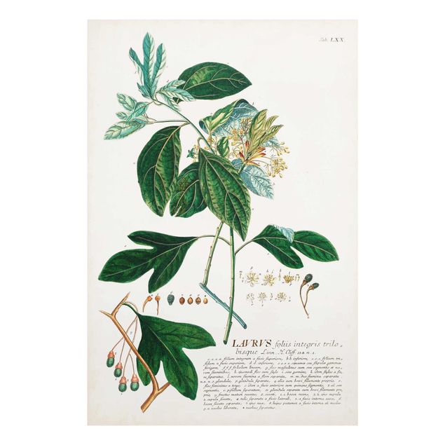 Stampe Illustrazione botanica vintage Alloro