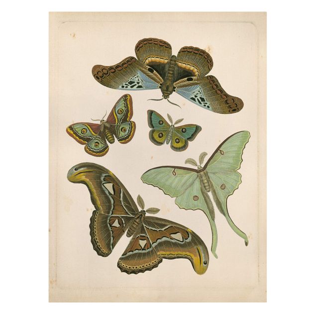 Stampa su tela vintage Illustrazione vintage Farfalle esotiche II