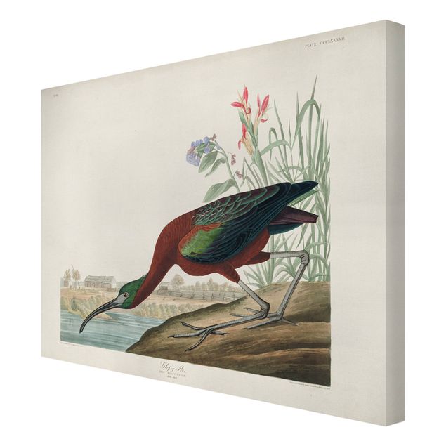 Quadri Bacheca vintage Ibis marrone