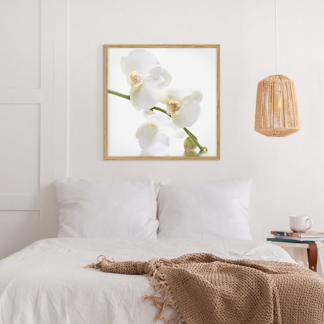 Quadro moderno Acque di orchidea bianca