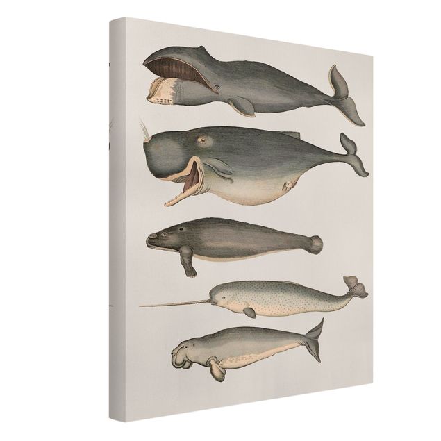 Quadri con animali Cinque balene vintage
