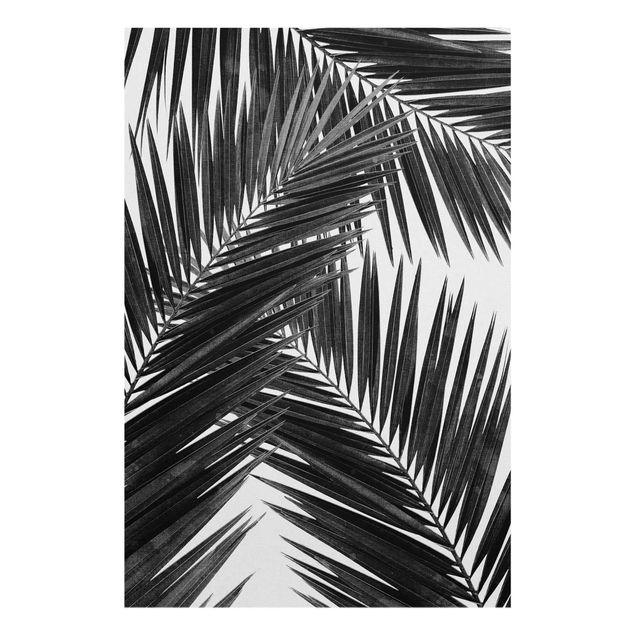 Quadri stampe Vista sulle foglie di palma in bianco e nero