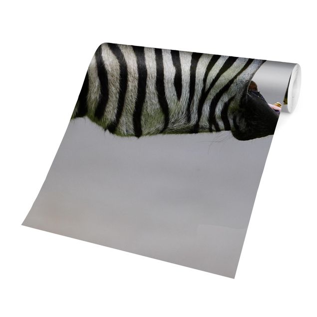 Carta da parati animali Zebra ruggente