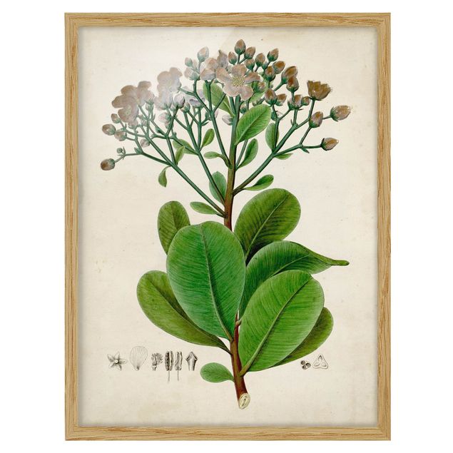 Quadro verde Poster con piante caducifoglie VIII
