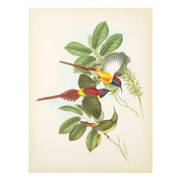Quadri stampe Illustrazione vintage Uccelli tropicali III