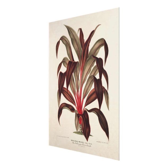 Stampe Illustrazione botanica vintage di albero del drago