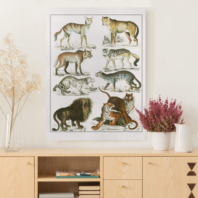Quadri su tela con gatti Bacheca Vintage Leone, tigre e sciacallo