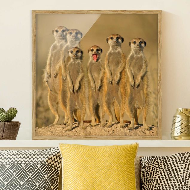 Quadri sulla famiglia Famiglia di suricati