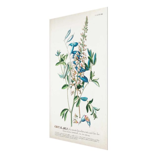 Magnettafel Glas Illustrazione botanica vintage Legumi