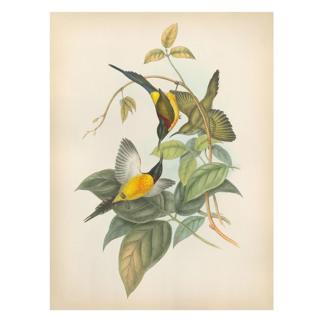Quadri verdi Illustrazione vintage Uccelli tropicali IV