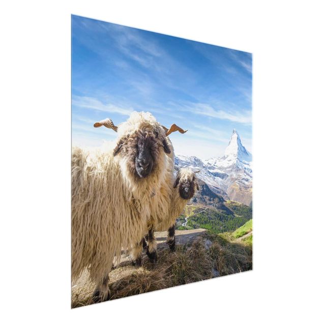 Quadri montagne Pecore dal naso nero di Zermatt