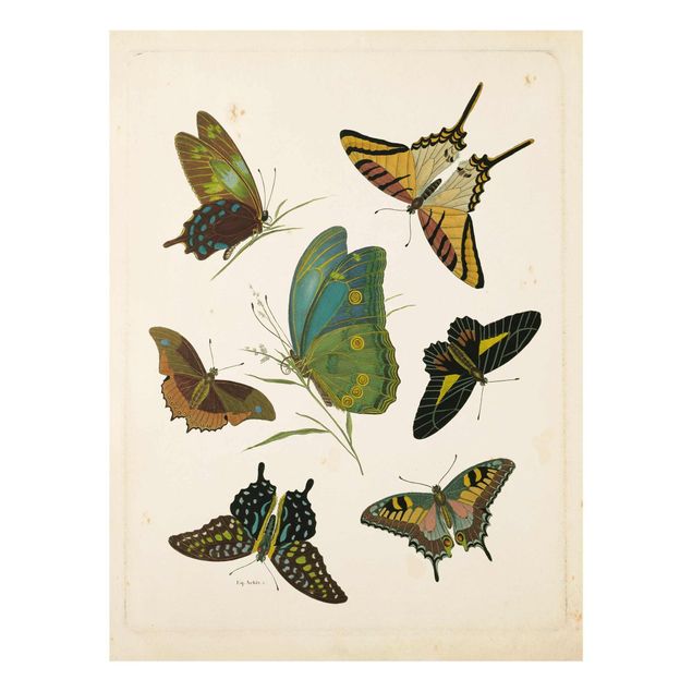 Quadri turchesi Illustrazione vintage Farfalle esotiche