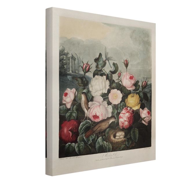 Quadri vintage Illustrazione botanica vintage di rose