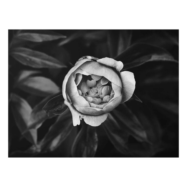 Quadri moderni   Fiore di peonia bianco Foglie anteriori nere