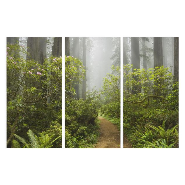Quadro moderno Sentiero della foresta nebbiosa