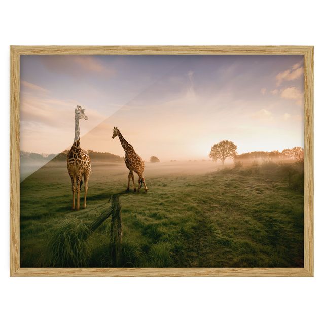 Quadri con cornice con animali Giraffe surreali