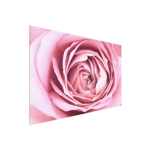 Quadri moderni   Fiore di rosa rosa