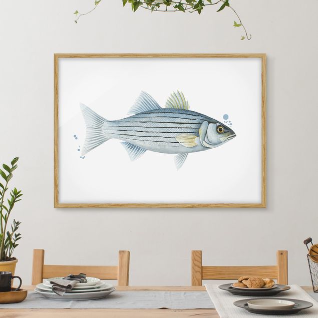 Quadri con cornice con animali Pesca a colori - Persico bianco