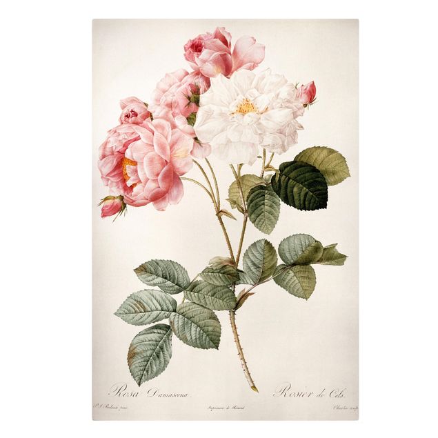 Quadri con fiori Pierre Joseph Redoute - Rosa damascena