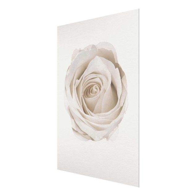 Quadri stampe Acquerelli - Bella rosa bianca