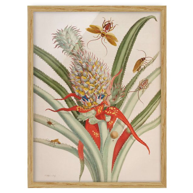 Quadri fiori Anna Maria Sibylla Merian - Ananas con insetti
