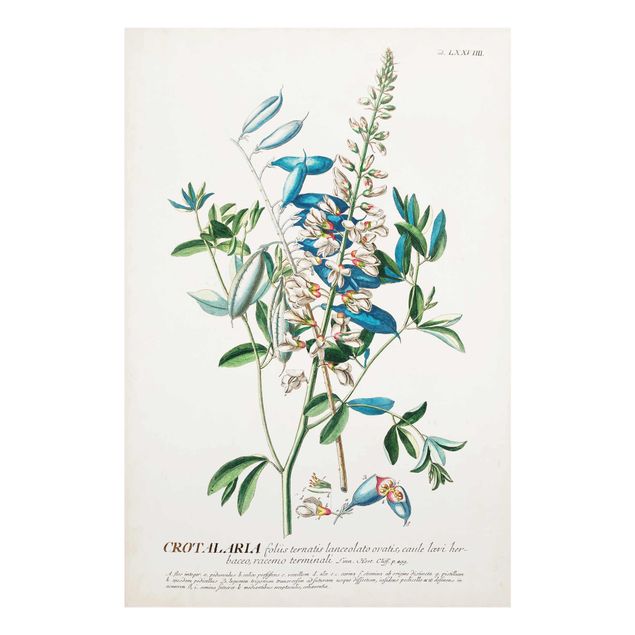 Quadri Illustrazione botanica vintage Legumi