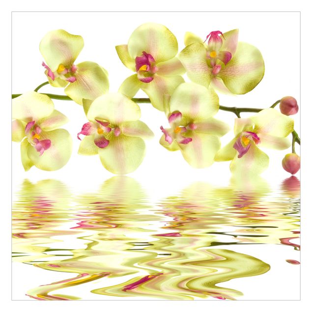 Carta da parati online Acque sognanti di orchidee