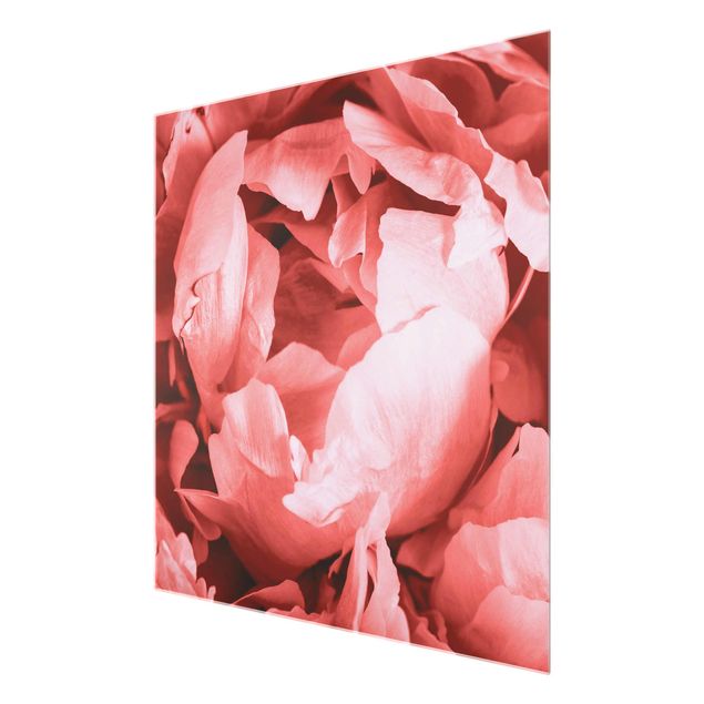 Quadri rosa Peonia fiore di corallo