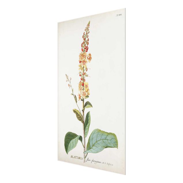 Glas Magnetboard Illustrazione botanica vintage Mullein