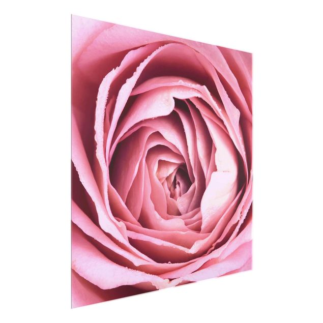 Quadri moderni   Fiore di rosa rosa
