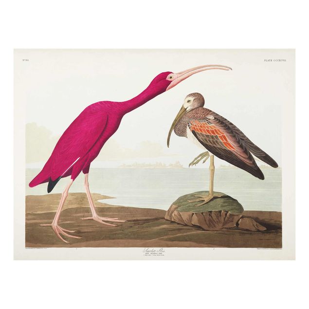 Quadri mare Bacheca Vintage Ibis rosso