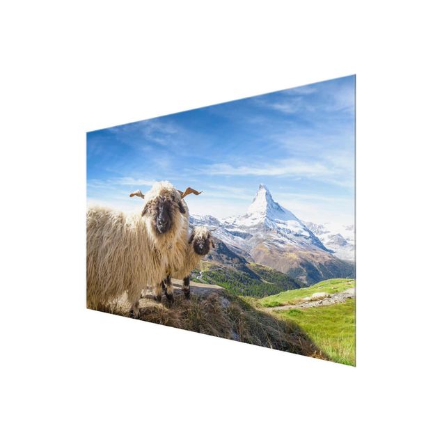 Quadro città Pecore dal naso nero di Zermatt